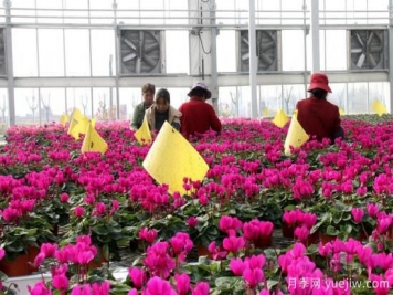 扬州高邮：每天发货30万株，花工厂绽放乡村振兴致富花