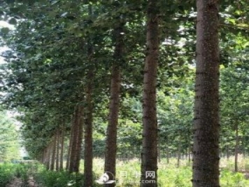 河南周口：培育出不飞絮的杨树新品种