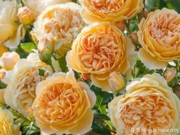 大花香水月季的养护方法，分享10种花香飘满屋