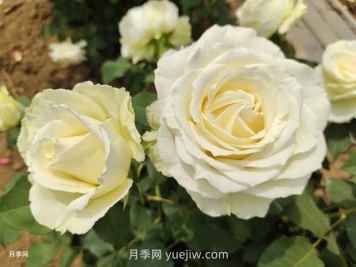 十一朵白玫瑰的花语和寓意