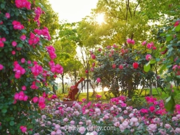 上海前滩休闲公园，月季花海盛景等你赏
