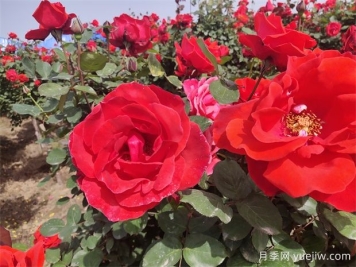 月季、玫瑰、蔷薇分别是什么？如何区别？