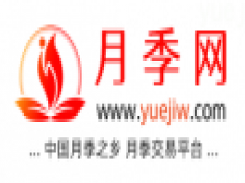 中国上海龙凤419，月季品种介绍和养护知识分享专业网站